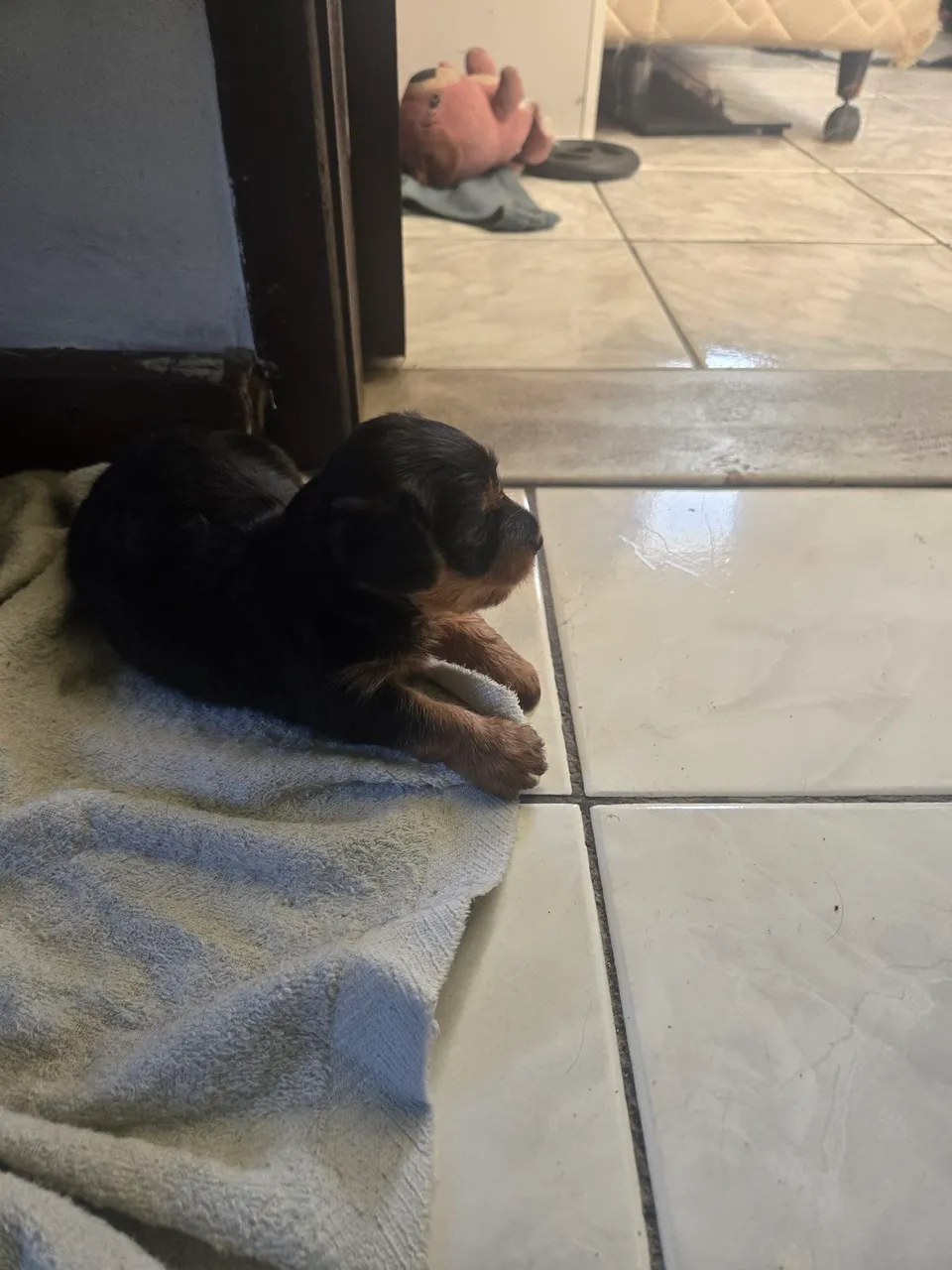 Vendo lindos filhotes de Yorkshire Terrier
