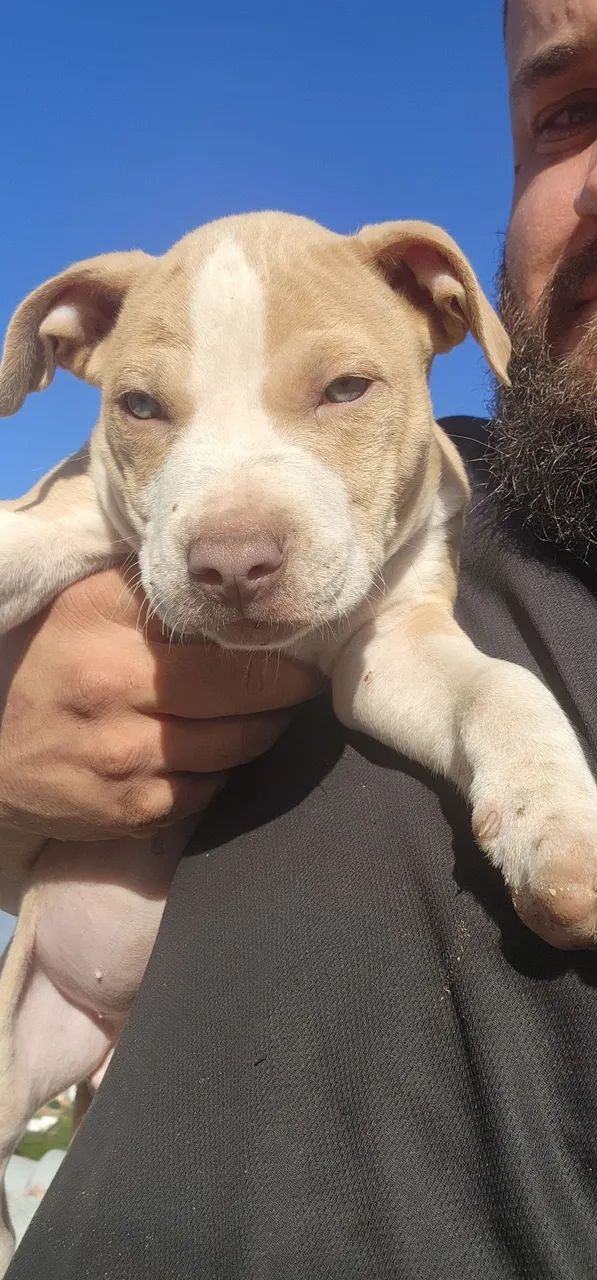 Filhotes Pitbull - Foto 3