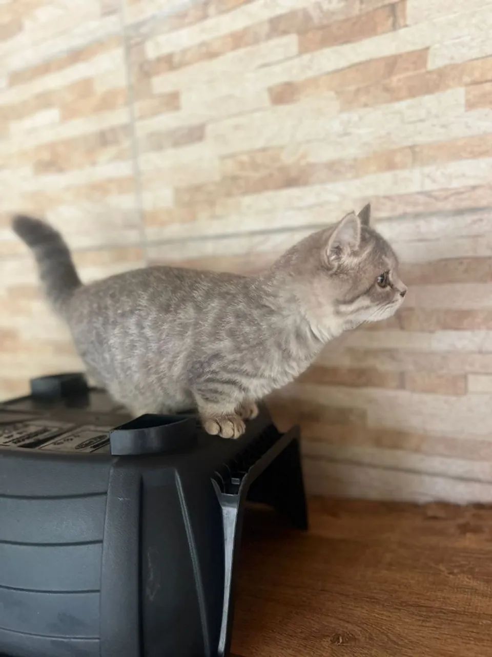 Munchkin kinkalow blue tabby macho - Foto 4