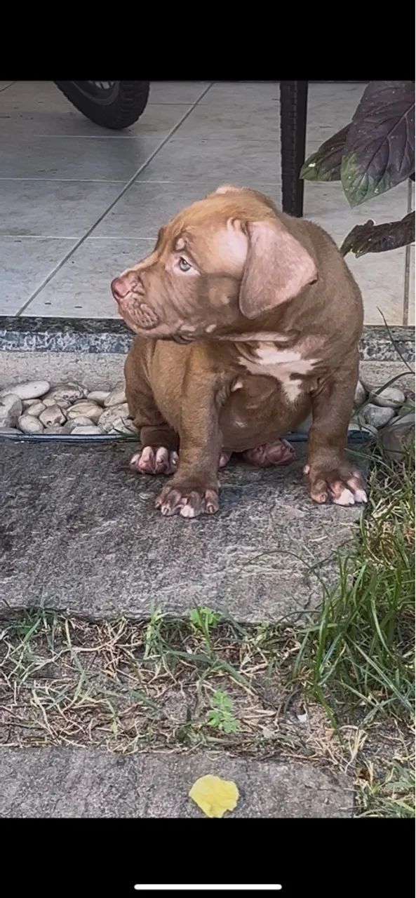 Filhote de Pitmonster- Fofo e Brincalhão - Foto 3