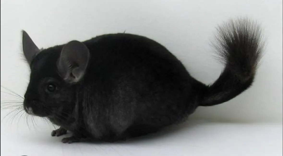 Chinchila preta