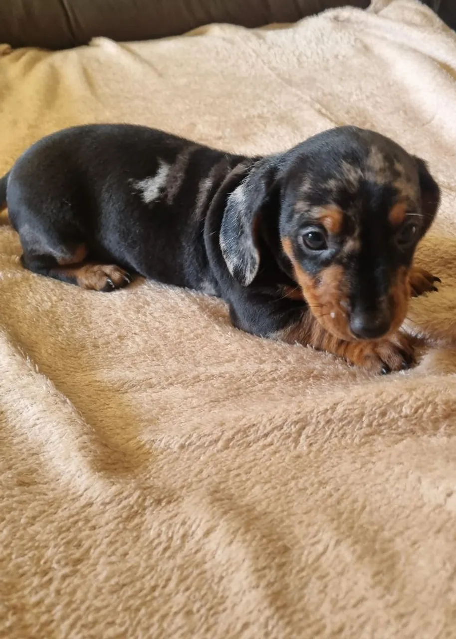 Dachshund Femea Arlequim à Venda