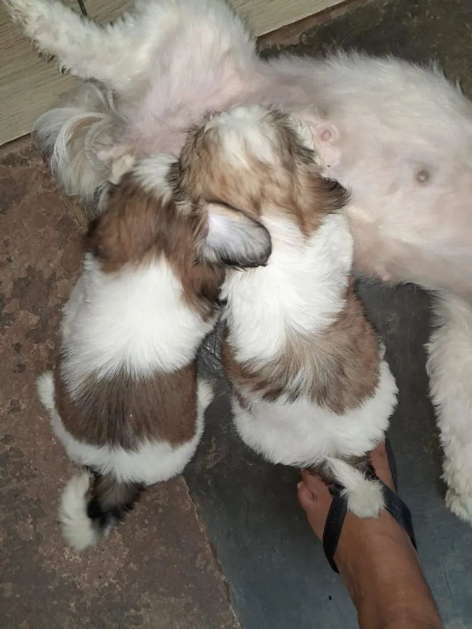 Filhotes de Shih Tzu para adoção