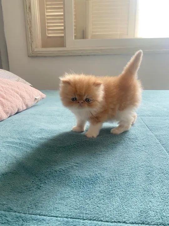 FILHOTE DE GATO PERSA - Foto 4