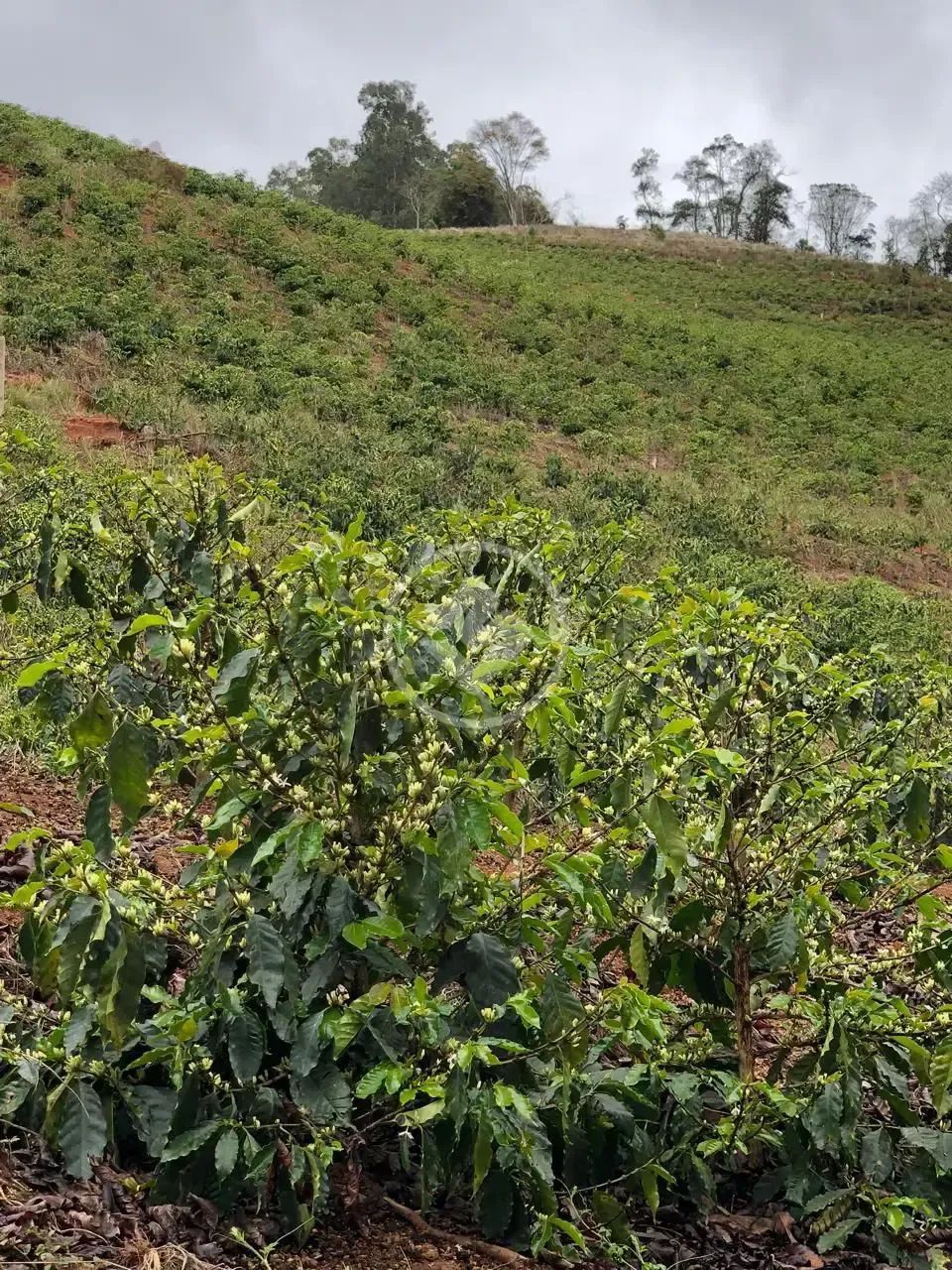Fazenda de Café - Área para loteamento codigo: 123662 - Foto 3