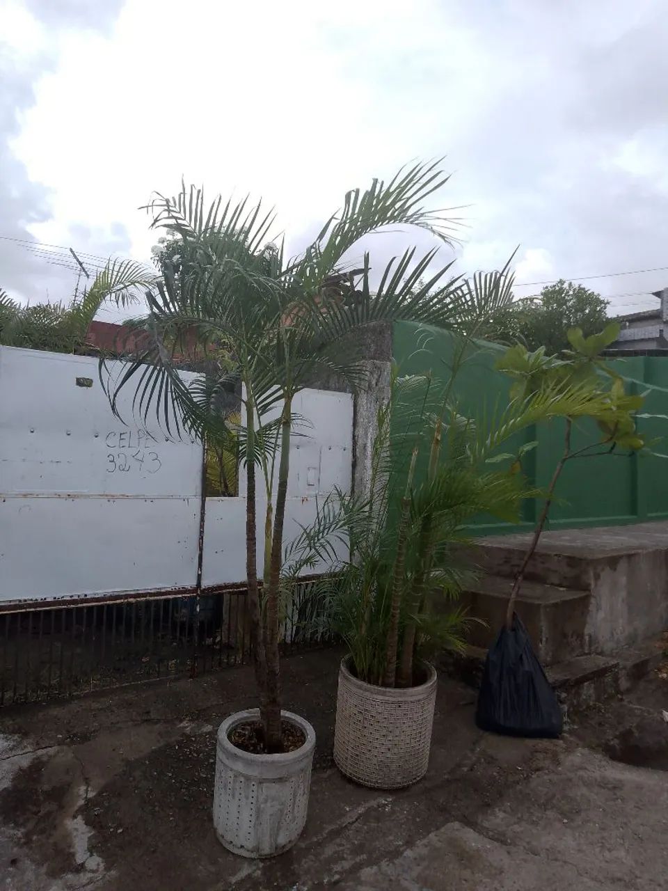 Palmeira aranca bambu. - Foto 3