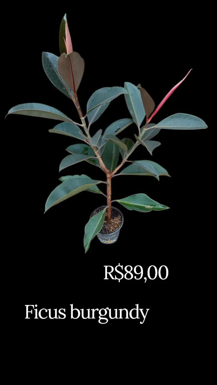 Ficus burgundy
