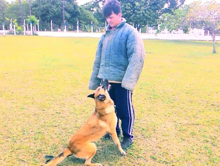 Adestramento de cães qualquer raça ou idade  - Foto 3