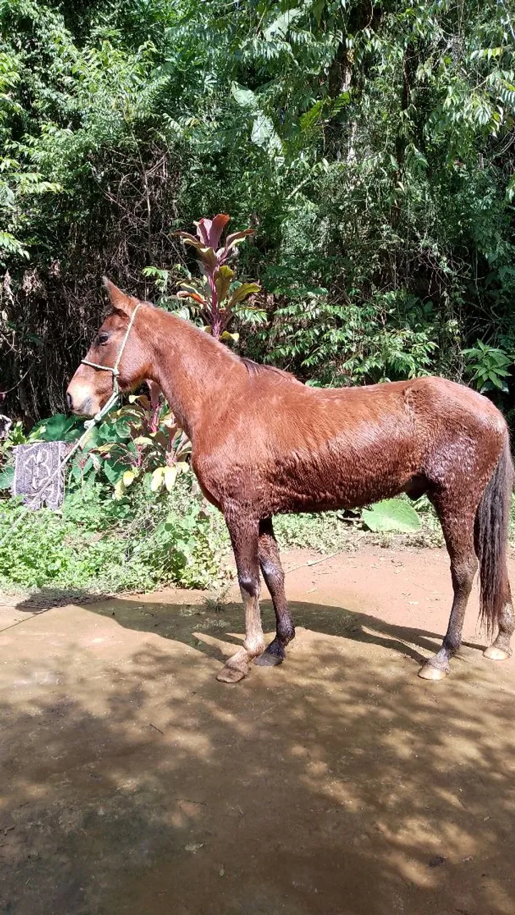 Cavalo marcha batida top