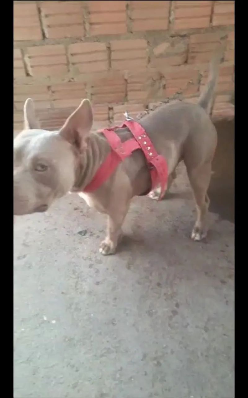 America bully lindo e dócil 600 reais,11 meses - Foto 2