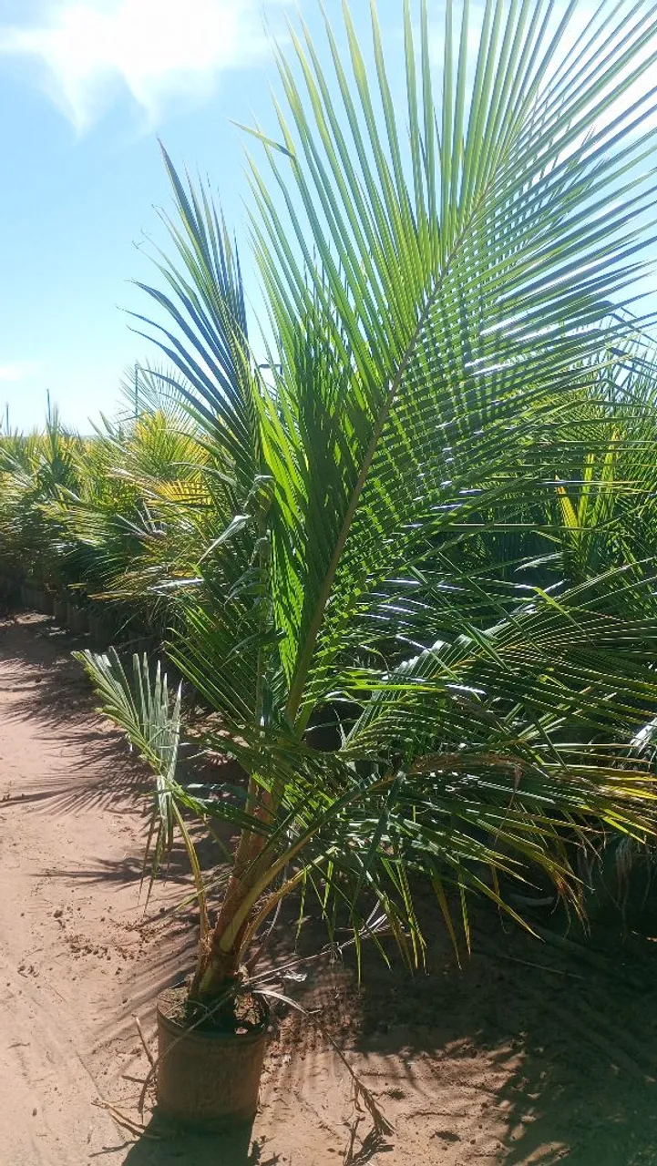 Mudas de Coqueiro - Palmeira Ornamental