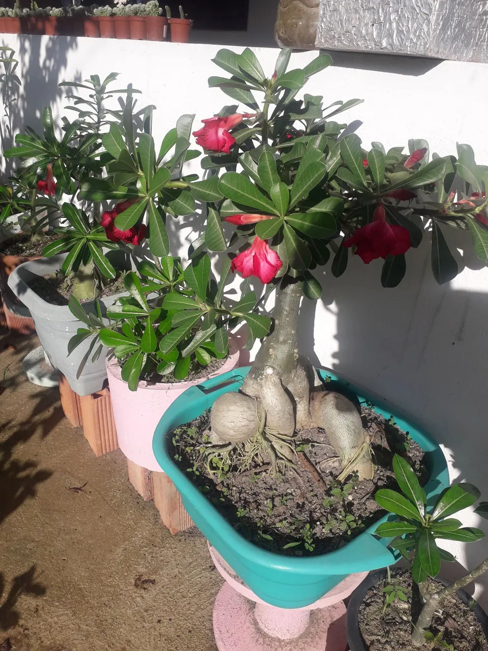 Adenium Obesum - Rosa do Deserto