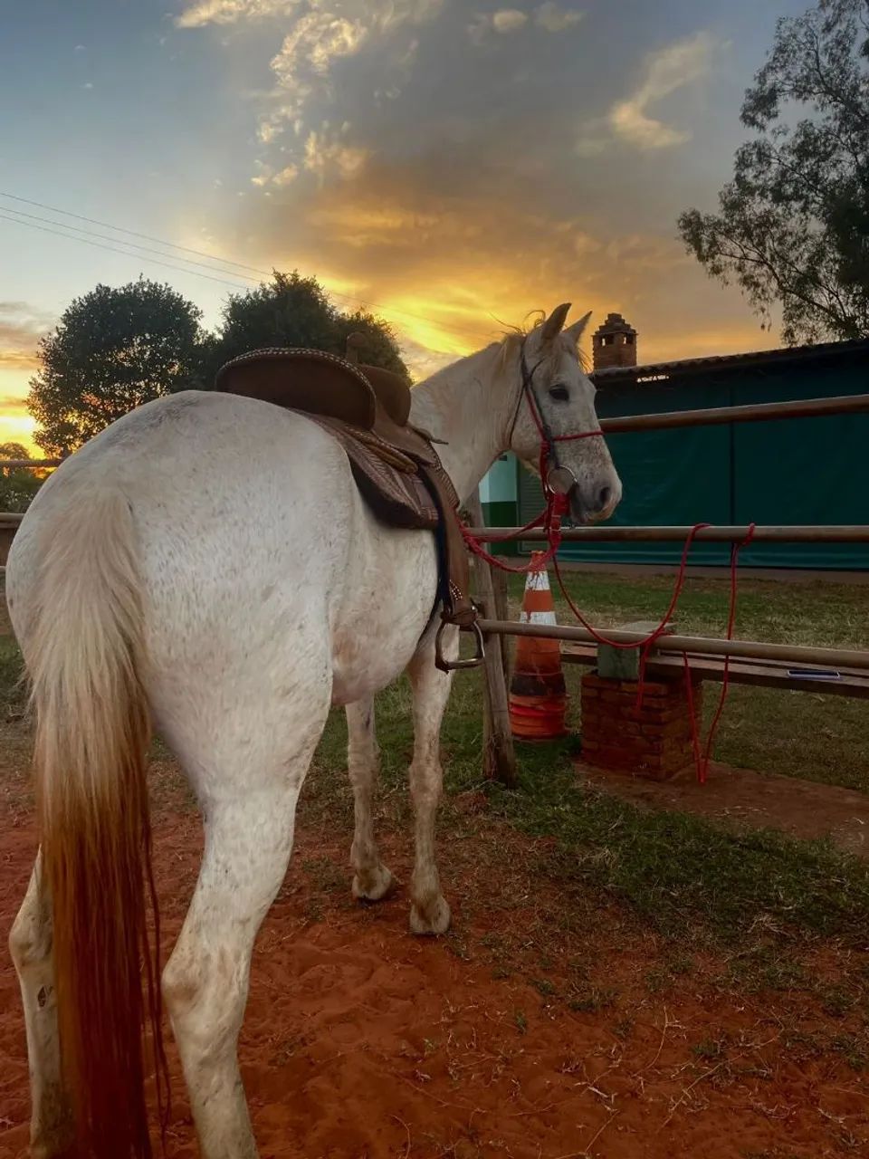 Mangalarga marchador égua  - Foto 2