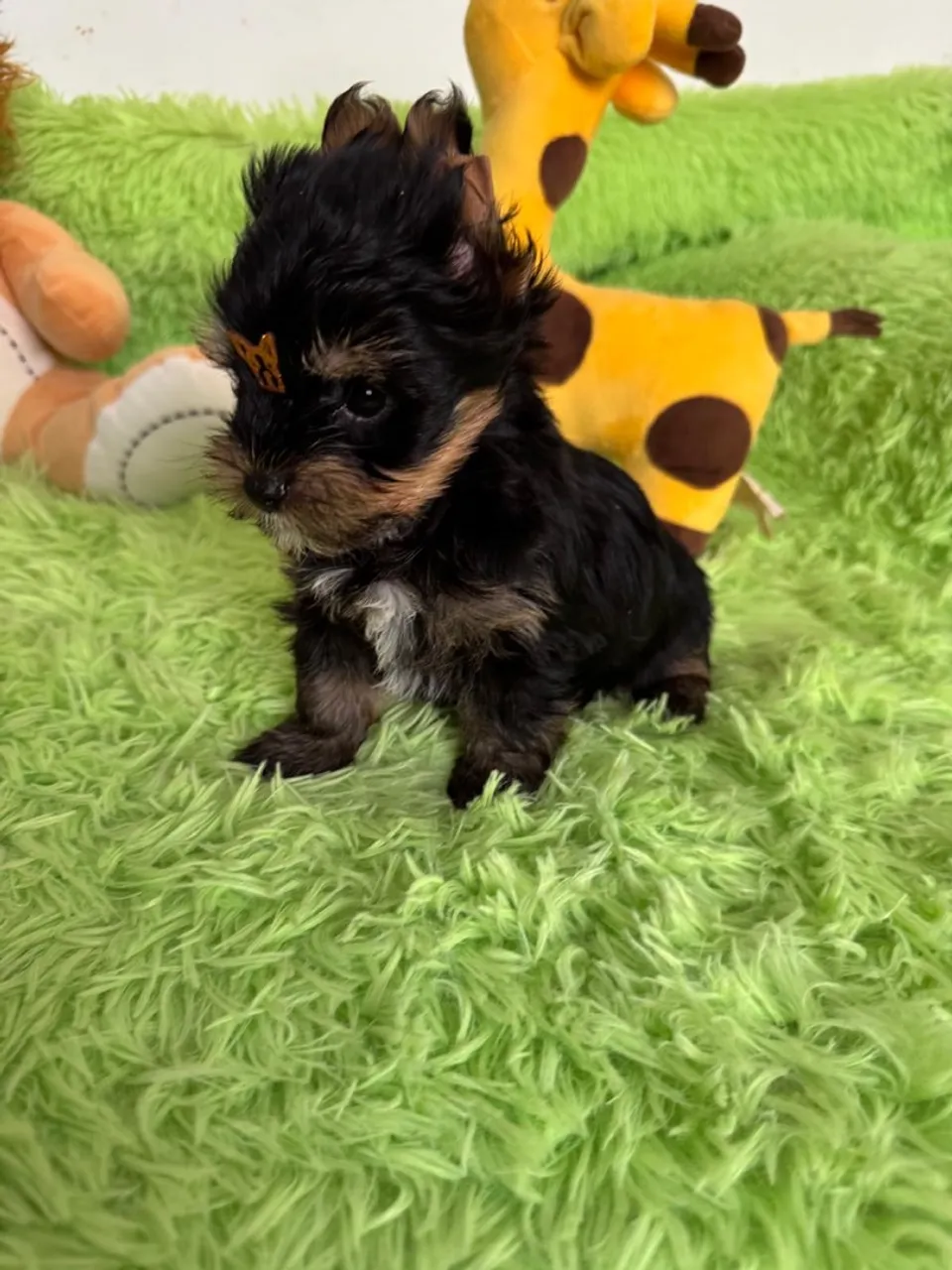 Filhote de Yorkshire Terrier Mini Macho
