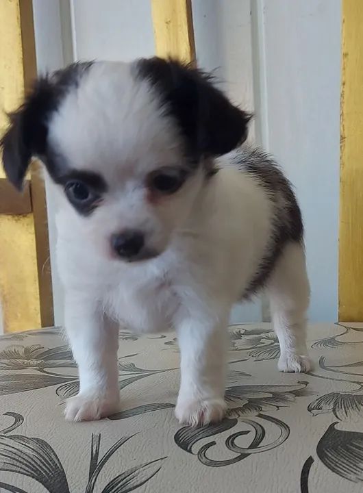 Filhotes de Chihuahua Pelo Longo - Foto 5