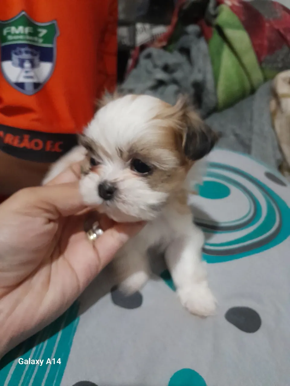 Filhote Shih Tzu para venda
