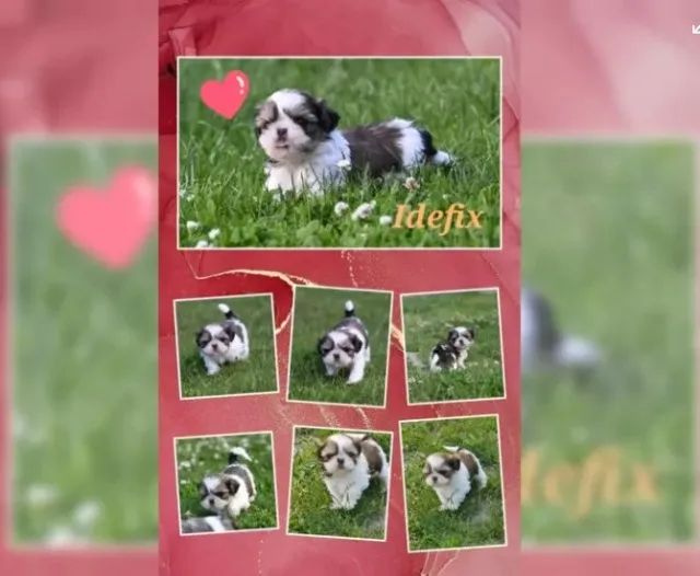 Shih-Tzu Filhotes com Microchip e Garantias