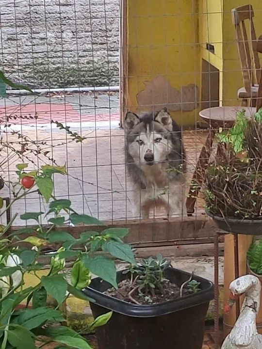Husky Siberiano Adulto - Foto 2