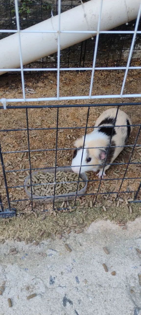 Vendo porquinho da Índia 