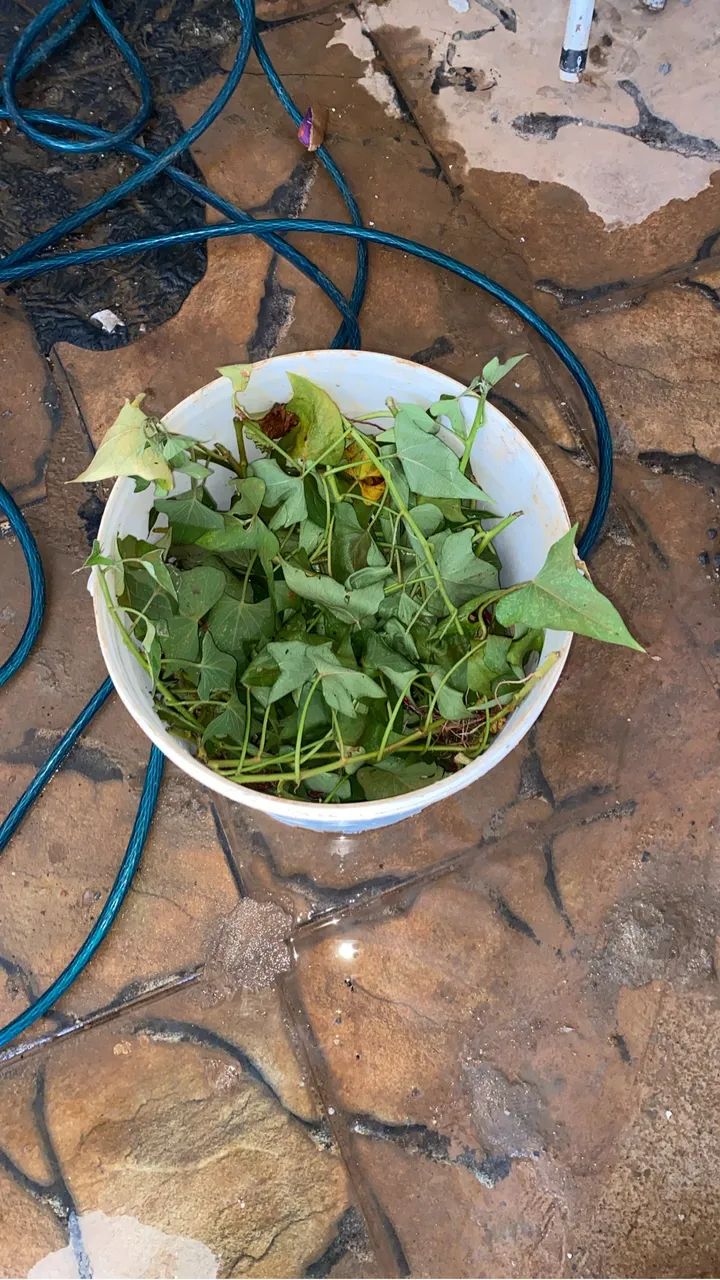 Lotão Mini chácara - Foto 2