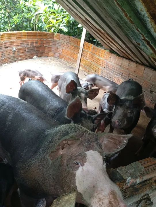 FILHOTES de SUÍNOS e LEITÕES À VENDA  - Foto 4