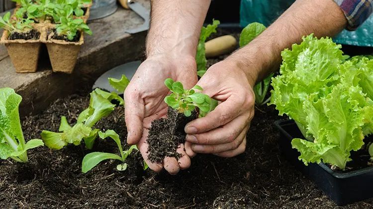 Terra Orgânica - Foto 4