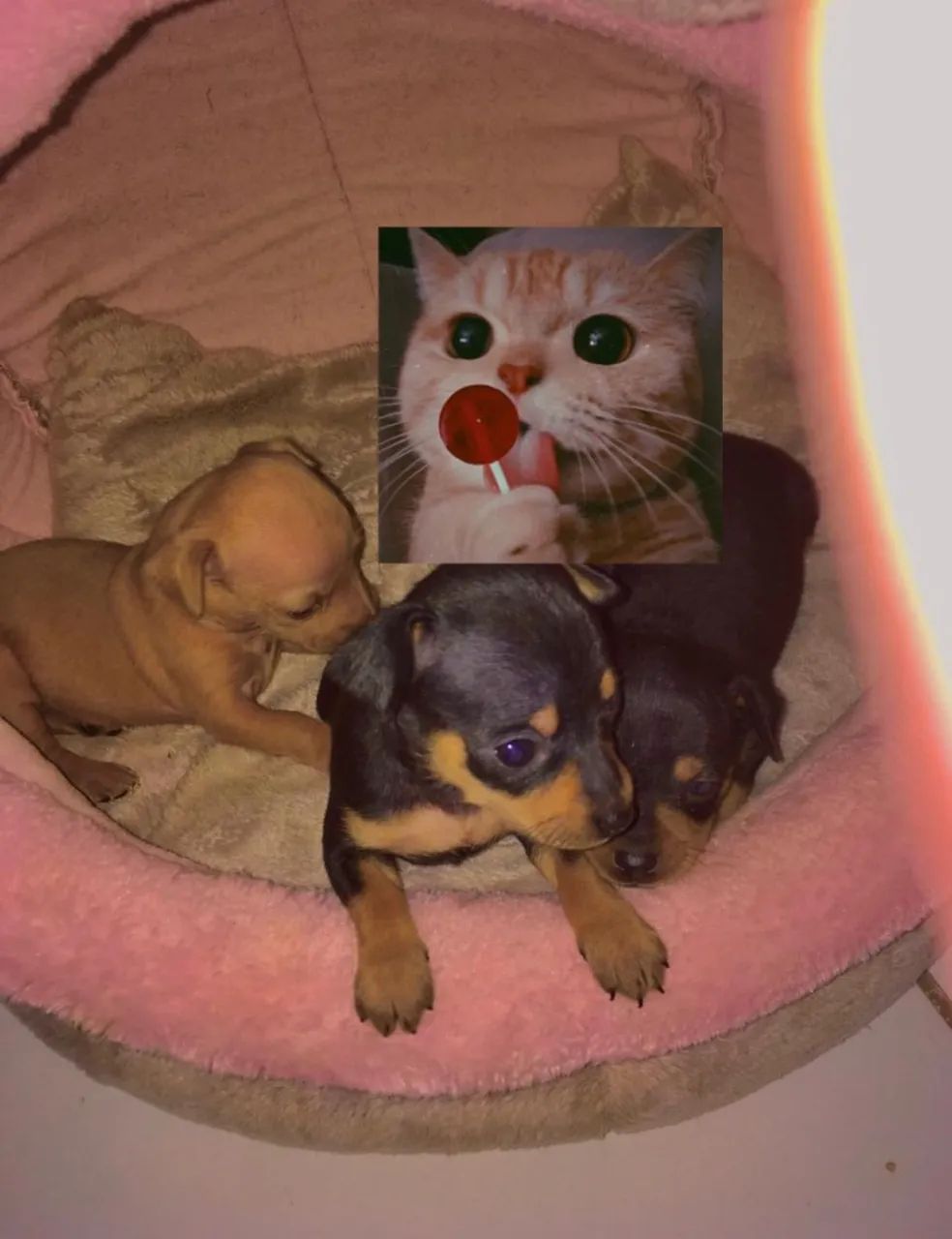 PINSCHER zero