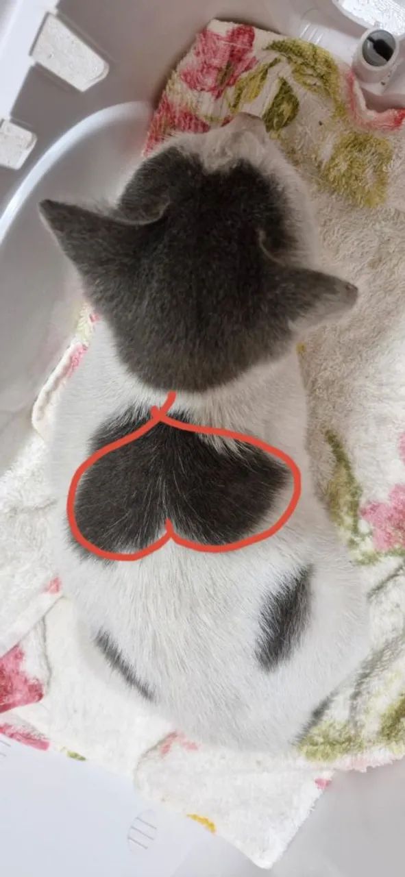 Doação responsável  - Foto 2