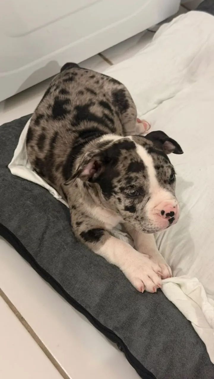 Pet Exotic Bully (Black Merle) - Foto 3