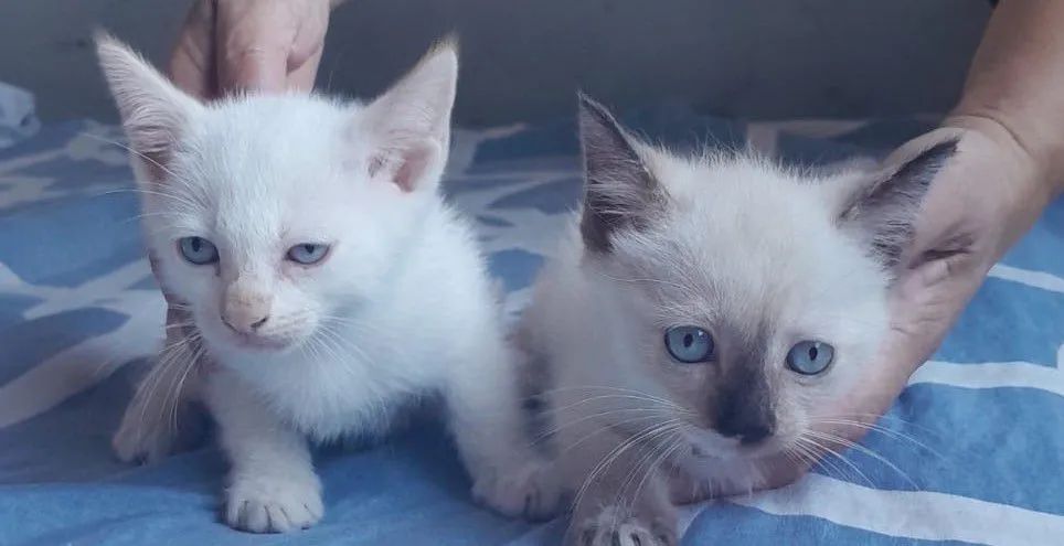 Gatinho fêmea  - Foto 2