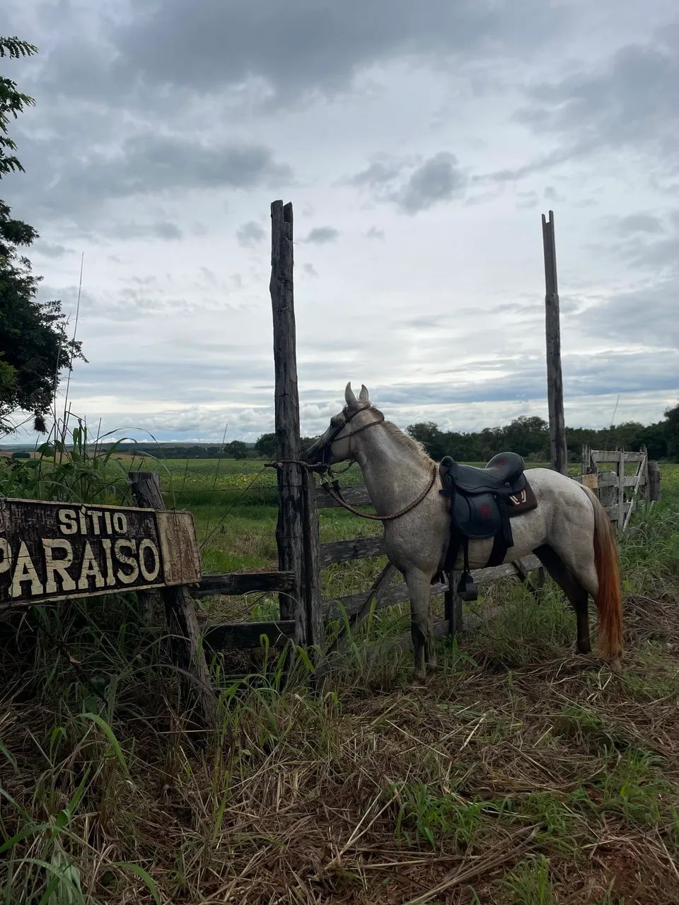 Cavalo mangalarga marchador - Foto 2