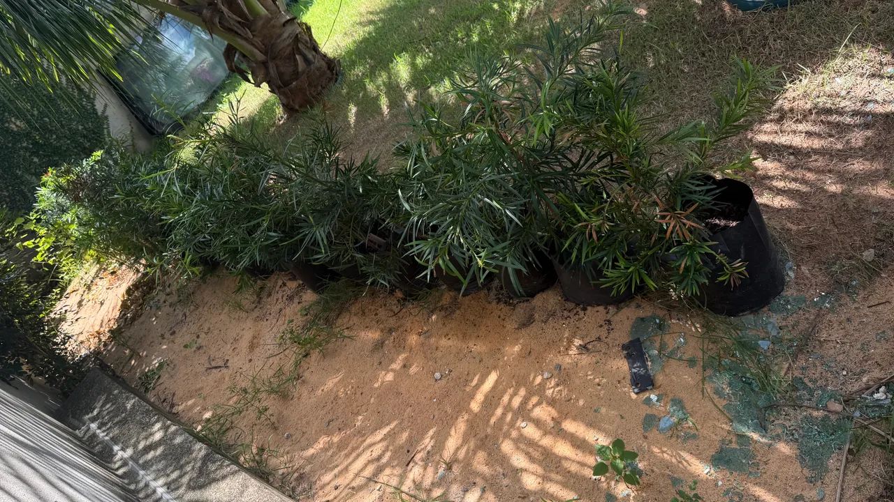 Mudas de plantas  - Foto 2