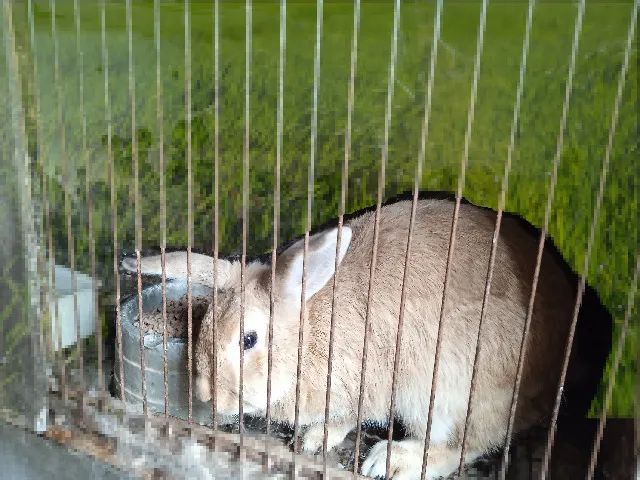 Coelhos
