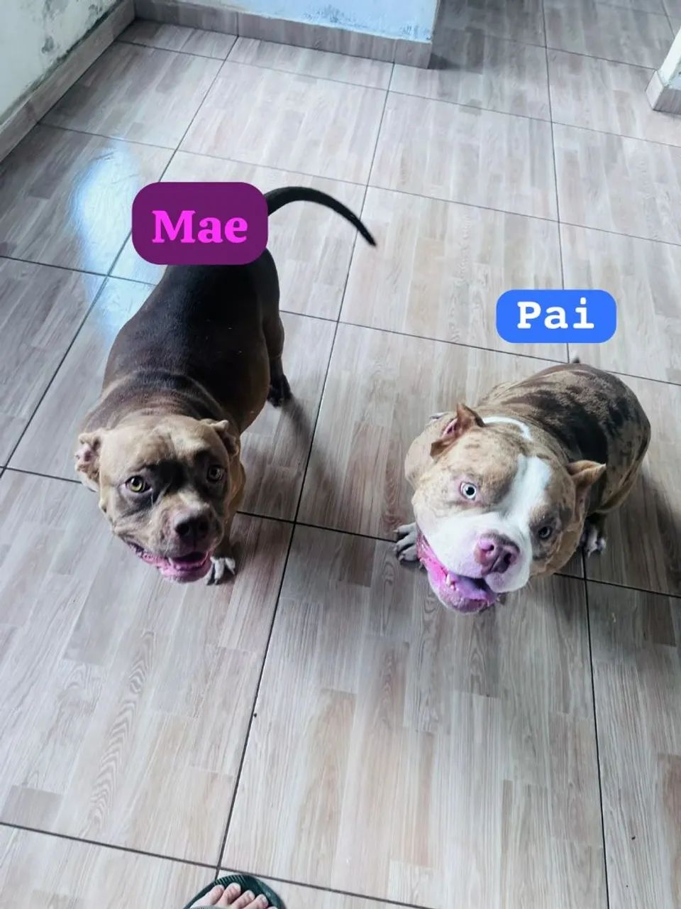 American bully - Foto 4