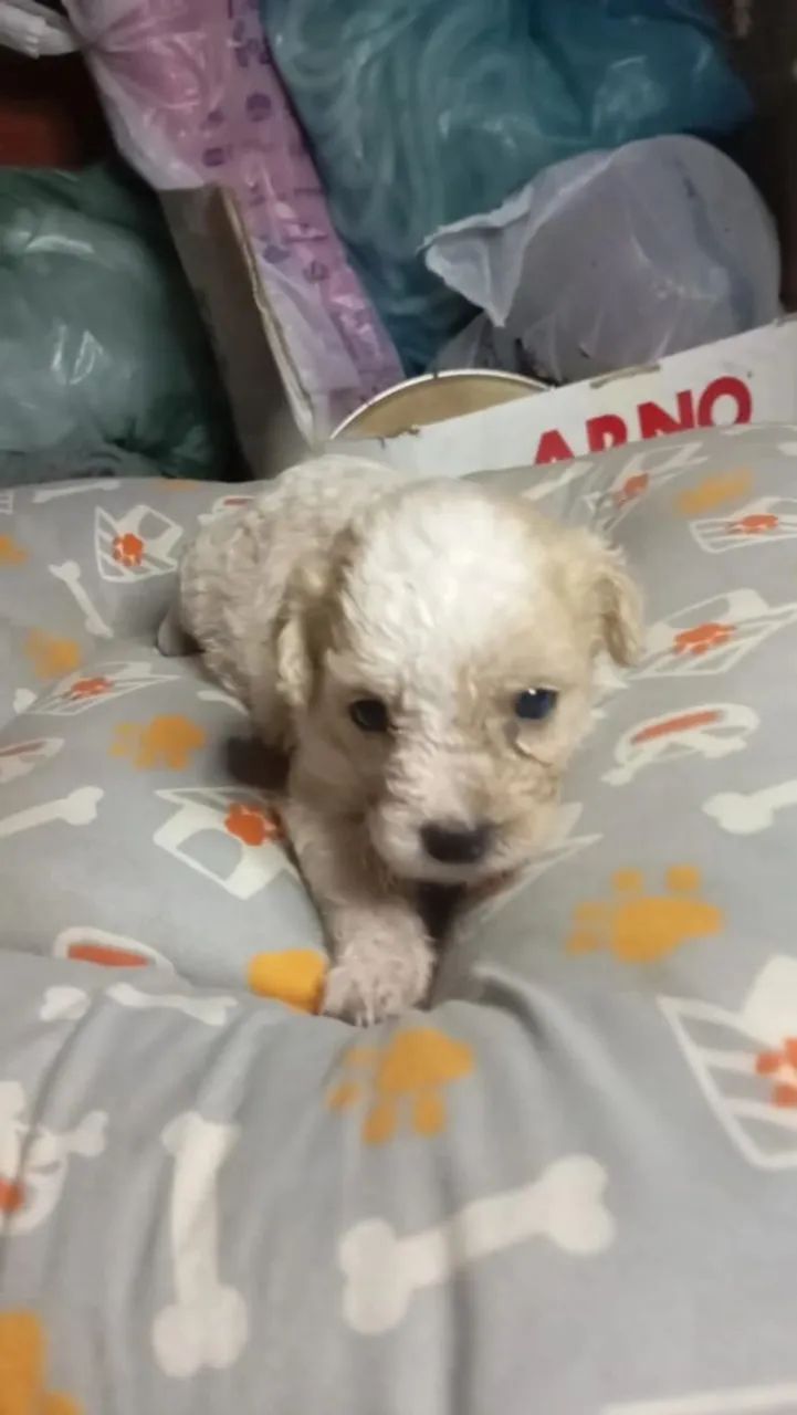 Poodle toy macho e femea - Foto 3
