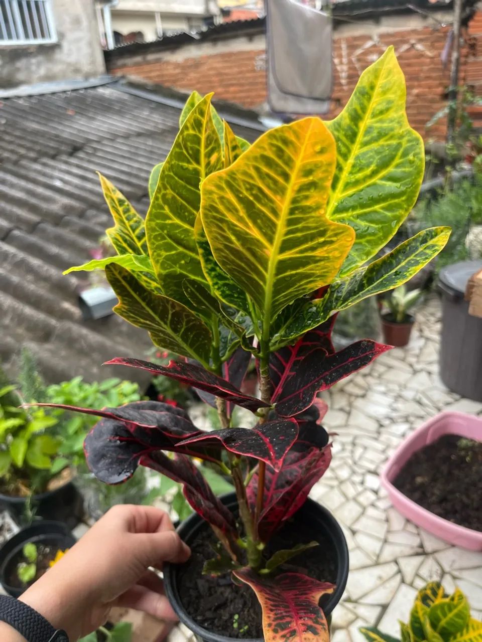 Planta Croton