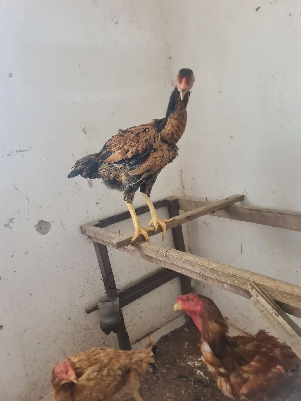 Galo é galinha índio gigante  - Foto 2