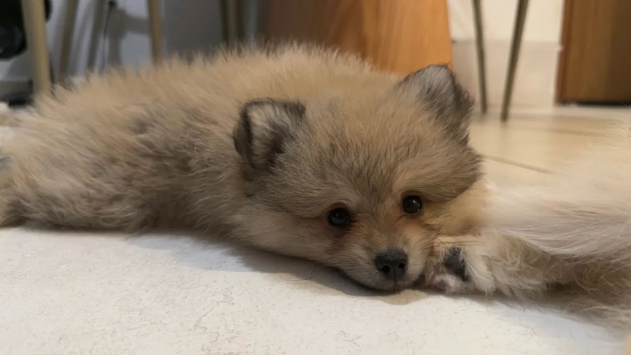 FILHOTES DE SPITZ ALEMÃO - Foto 3