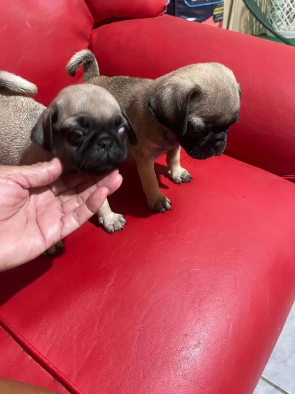 Pug filhotes - Foto 2