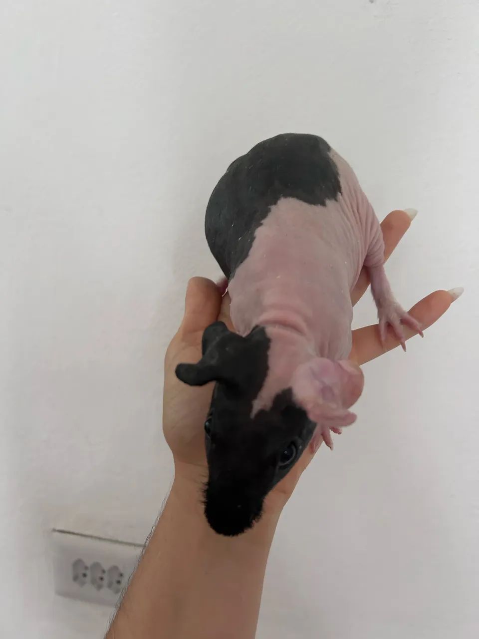 Porquinho da índia sem pelo - Foto 2