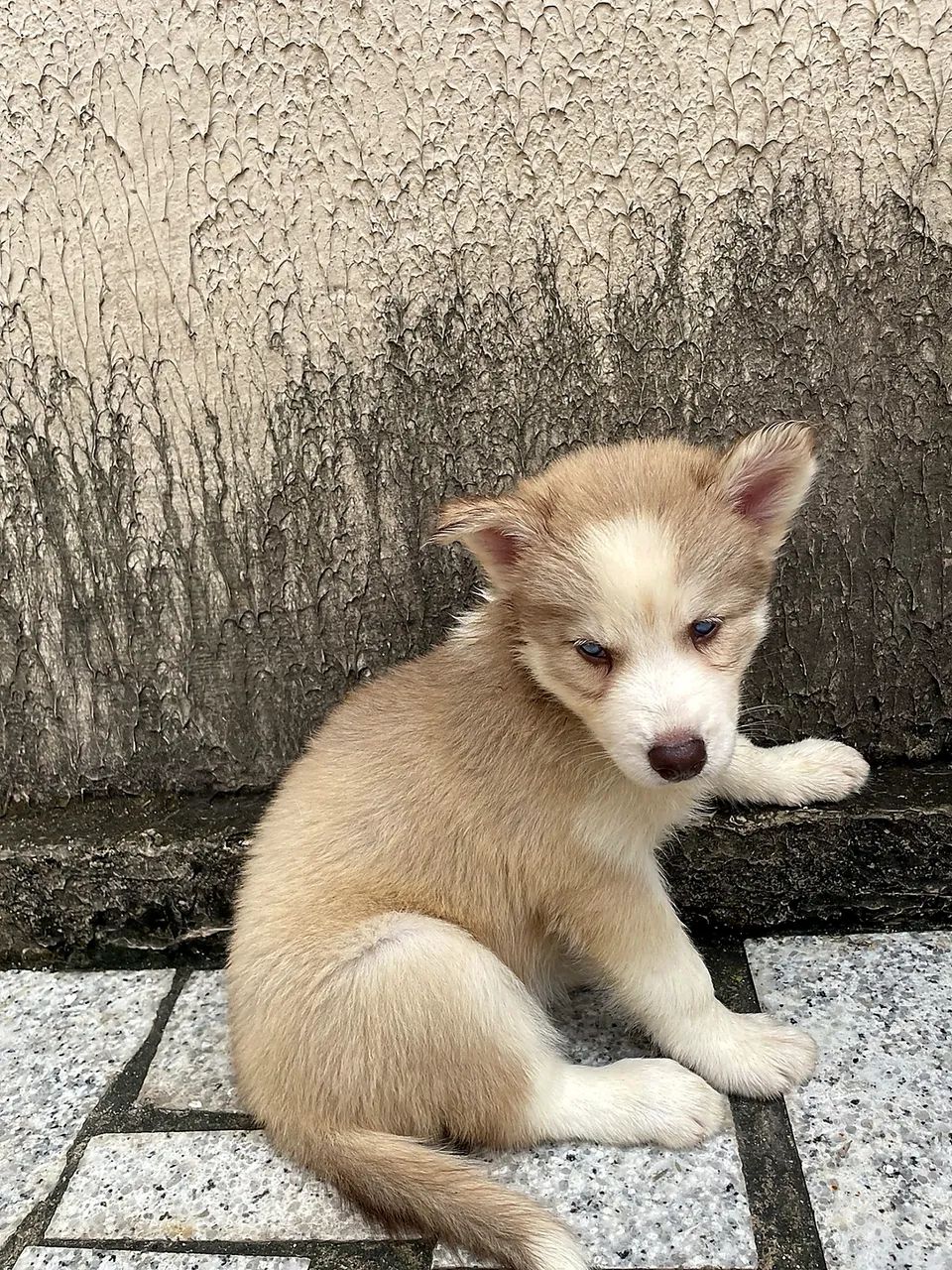 Filhote de husky siberiano  - Foto 5