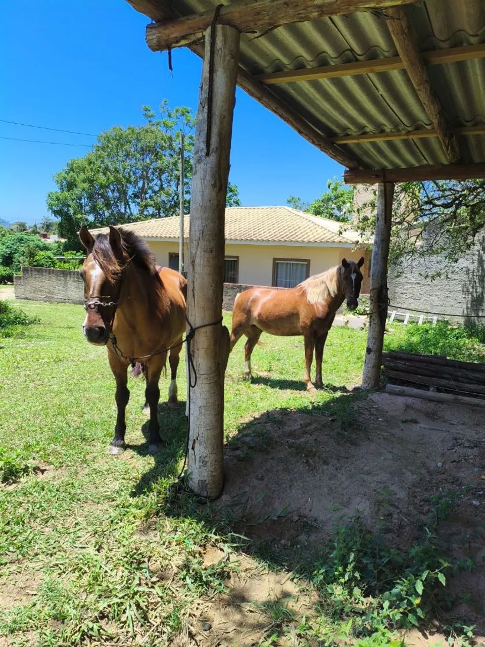 Vendo cavalos  - Foto 4