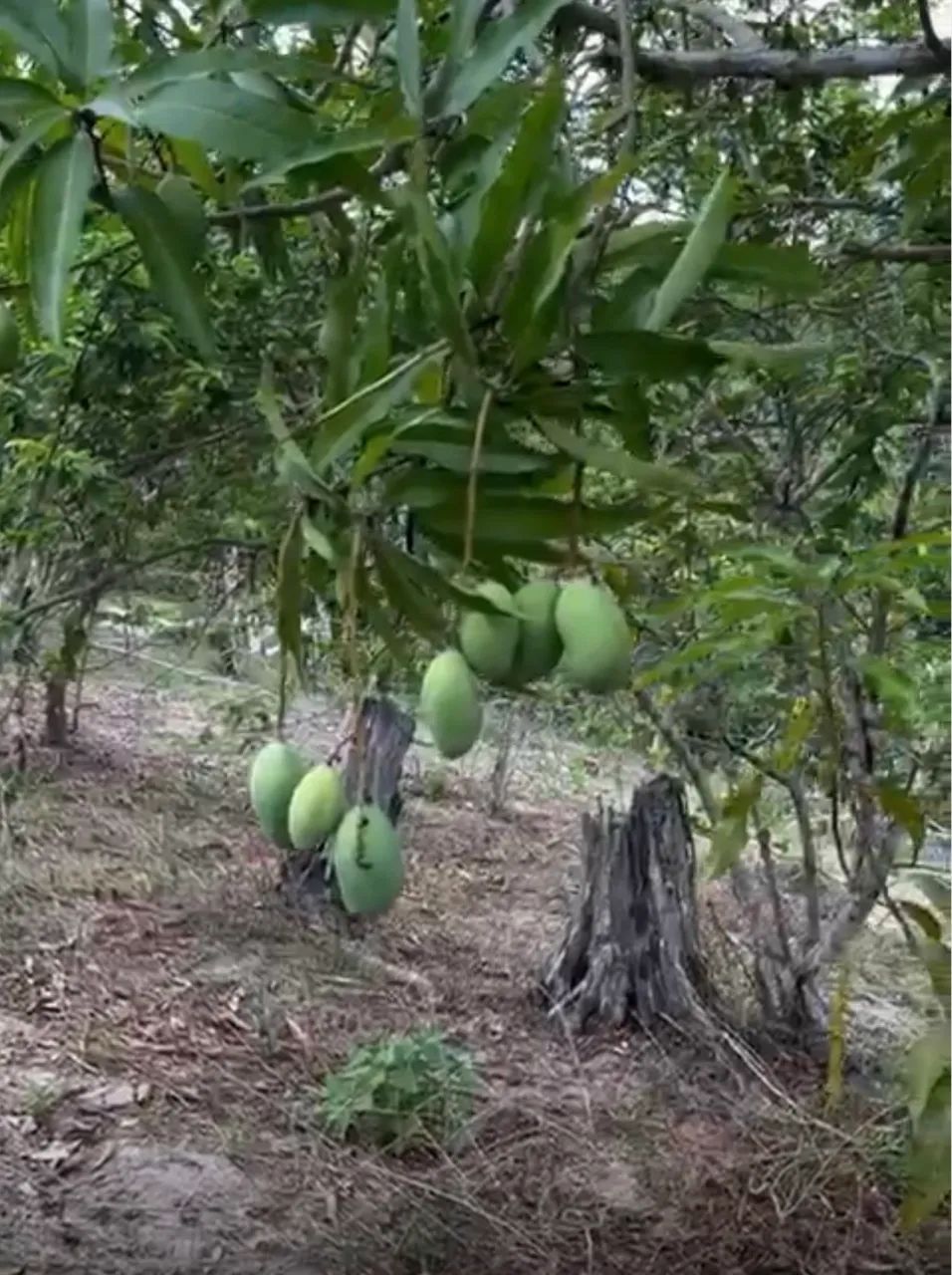 Vendo lindo sítio com bastante fruteiras  - Foto 3