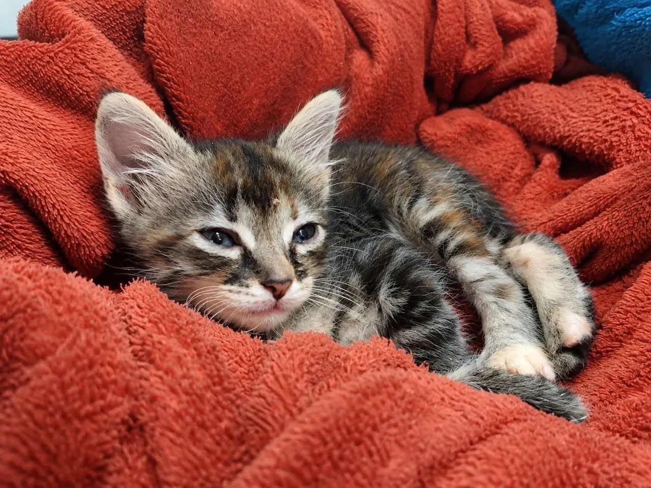 Gatinha para doação  - Foto 2