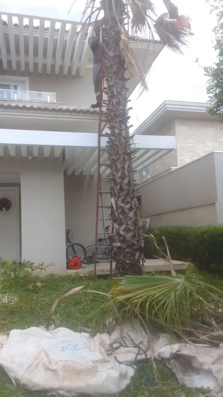 Poda e corte de árvores em geral  - Foto 3