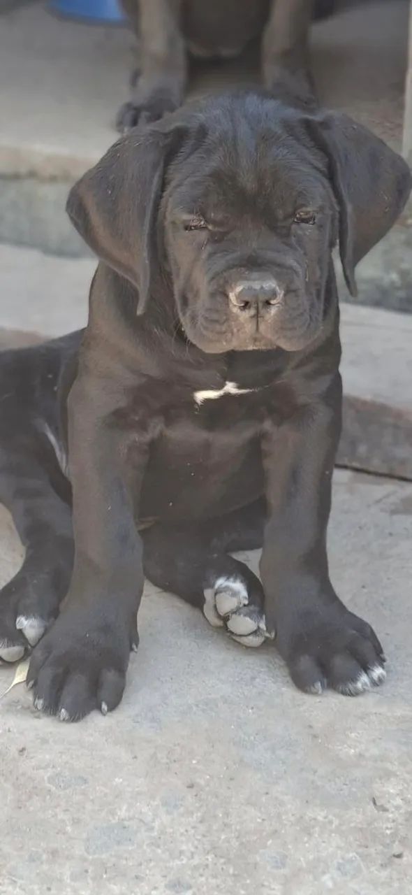 Filhotes Cane Corso CBKC - Foto 2