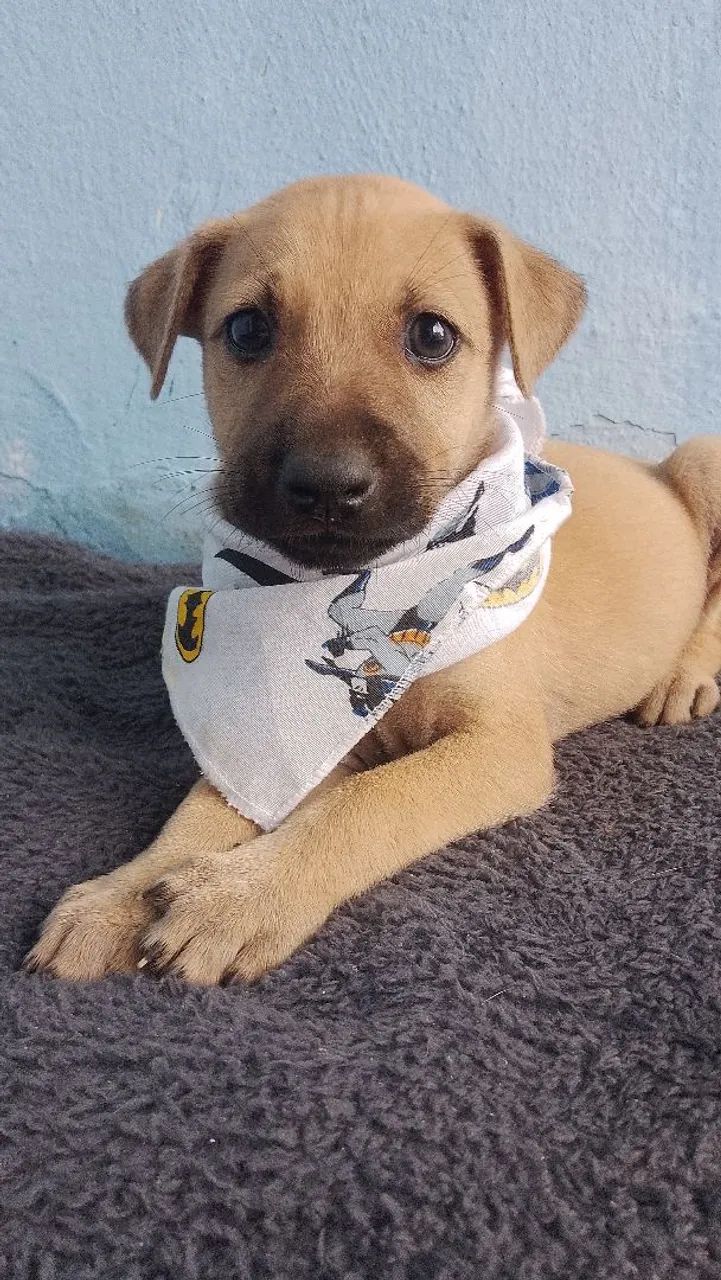 Pet  - Foto 3