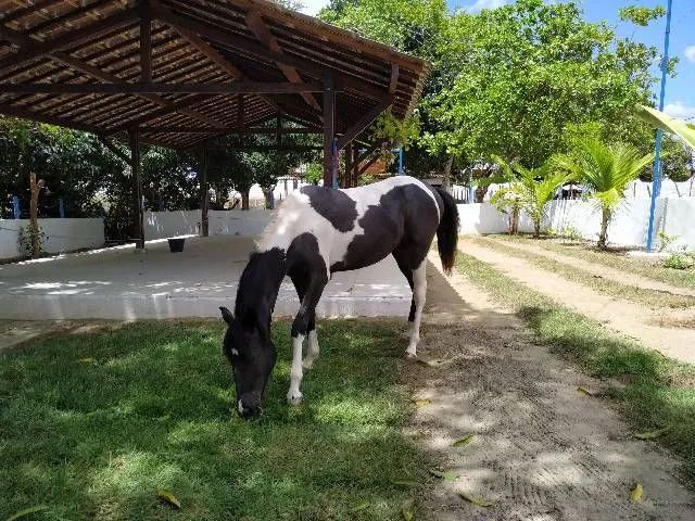 Terreno em Aldeia  - Foto 3