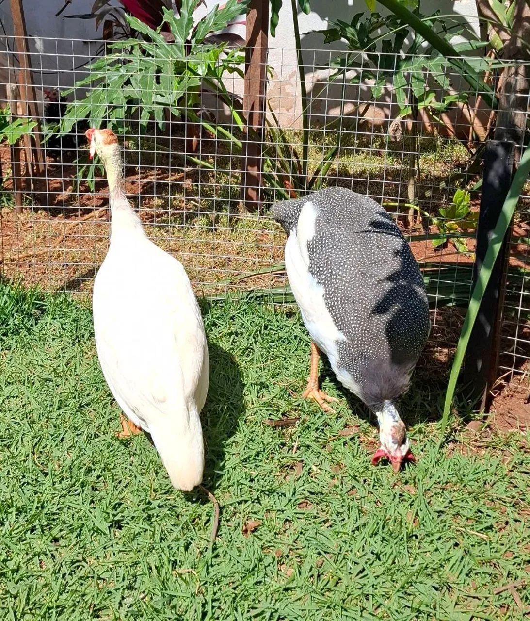 Casal  - Foto 3