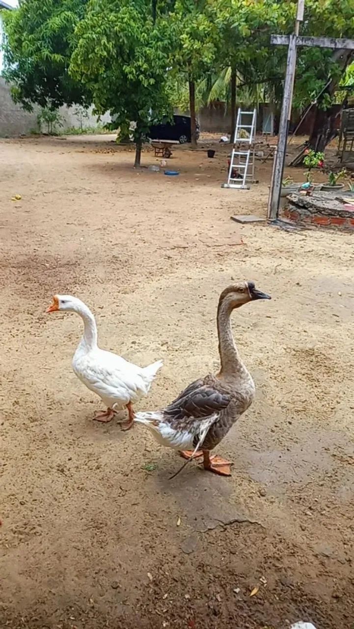 Casal de gansos